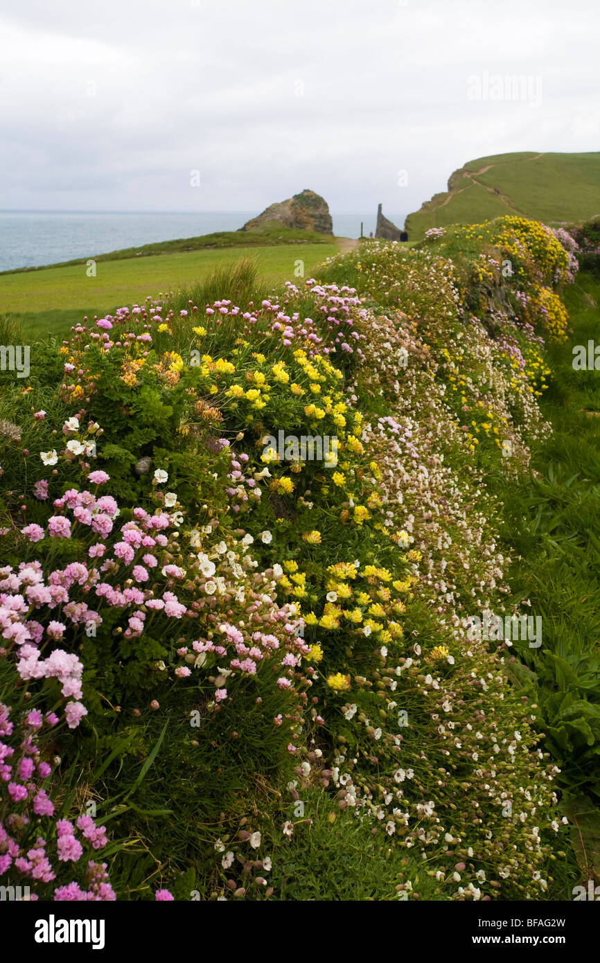 Wild cornish flowers hires stock photography and images Alamy