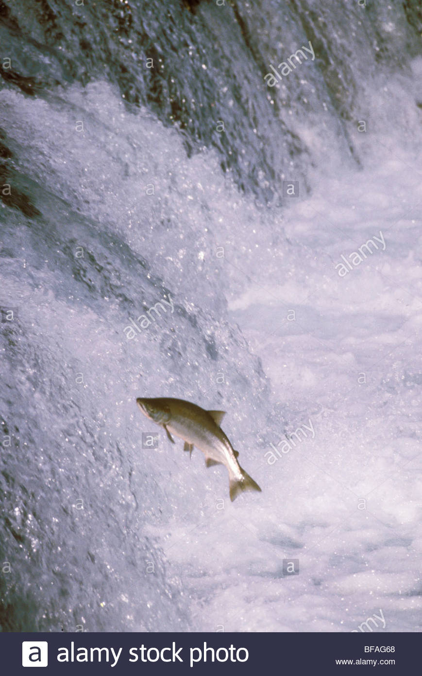 Salmon Migrating Upstream Stock Photos & Salmon Migrating Upstream
