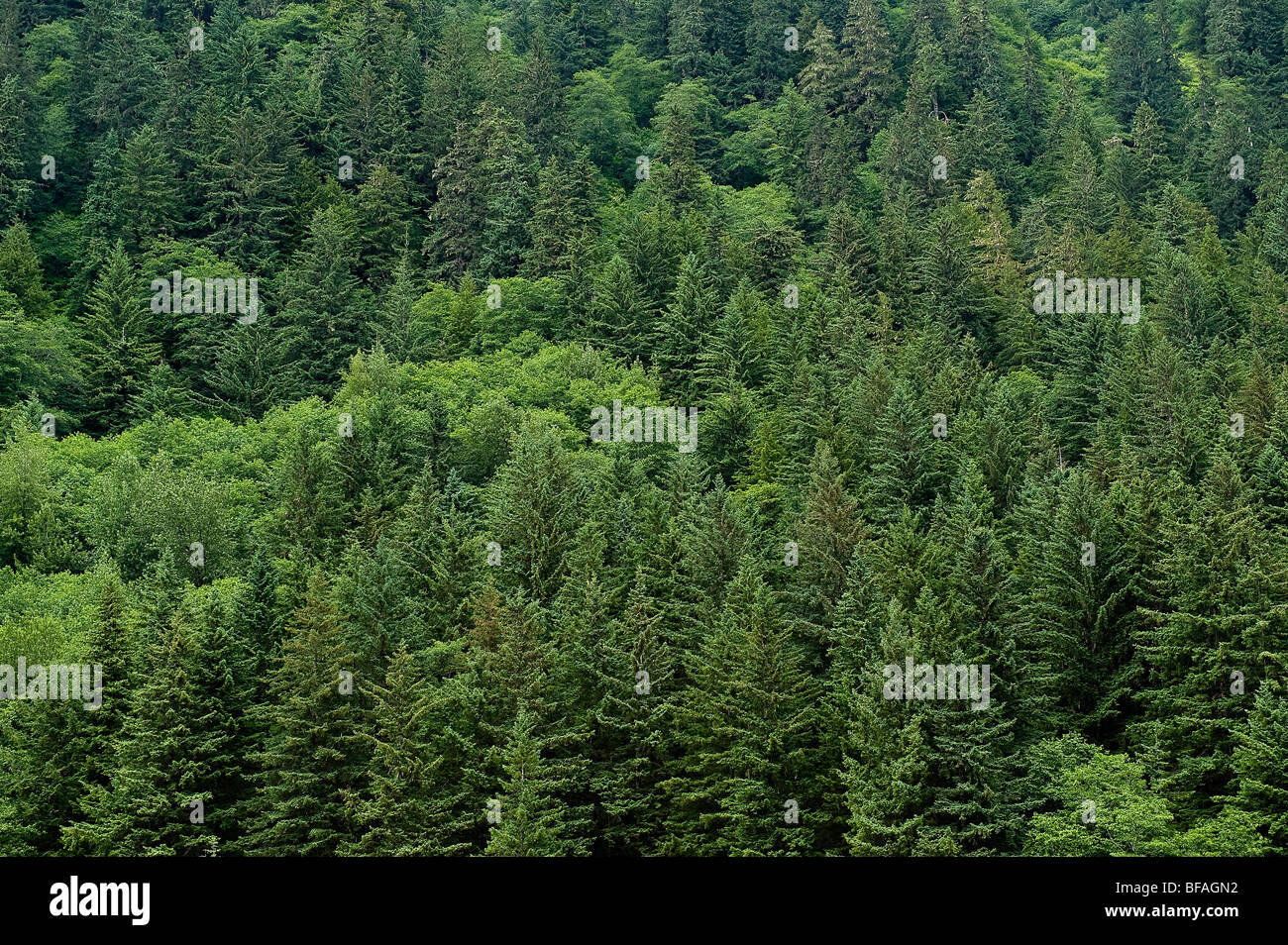 Spruce forest, Alaska, USA Stock Photo