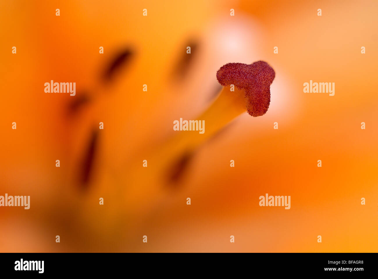 Lily, lilium, hybrid lily, stamen, pollen, orange, yellow Stock Photo