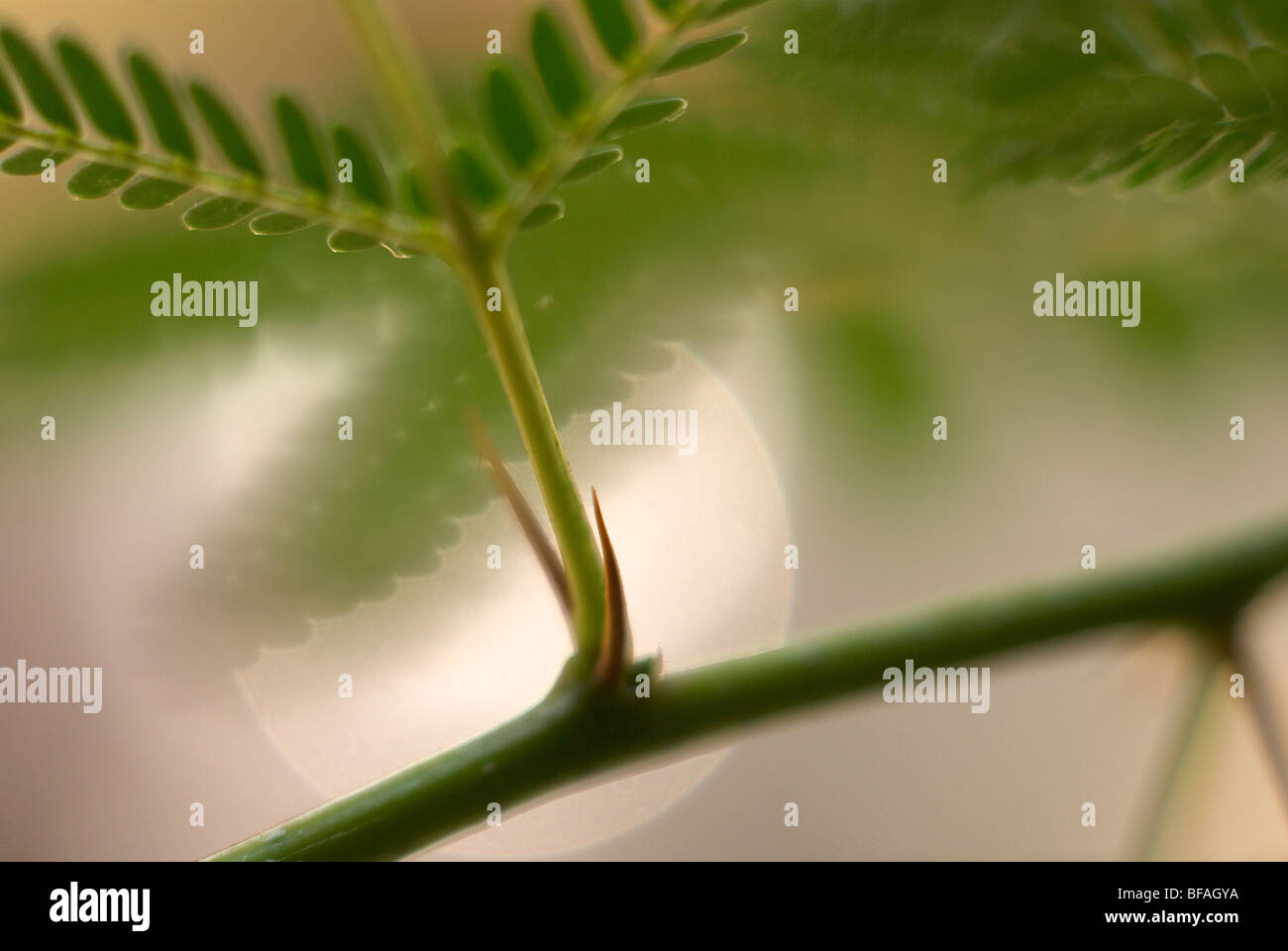 Acacia thorn tree, Bonsai thorn tree, african thorn tree, close up, green leaves Stock Photo