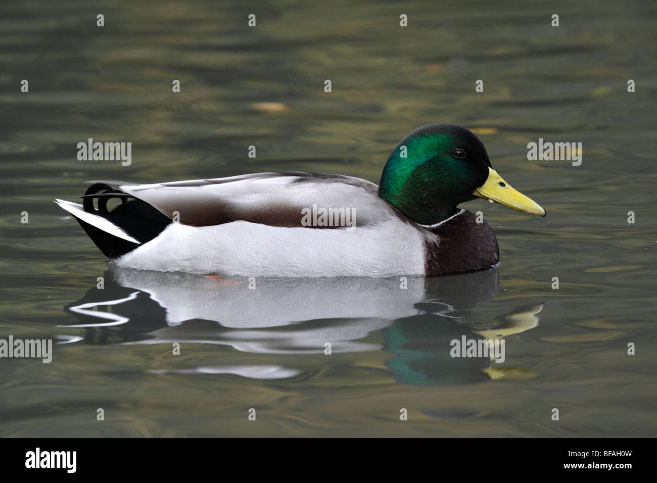 Mallard, Anus platyrhnchos, Male on lake in Sussex, UK Stock Photo