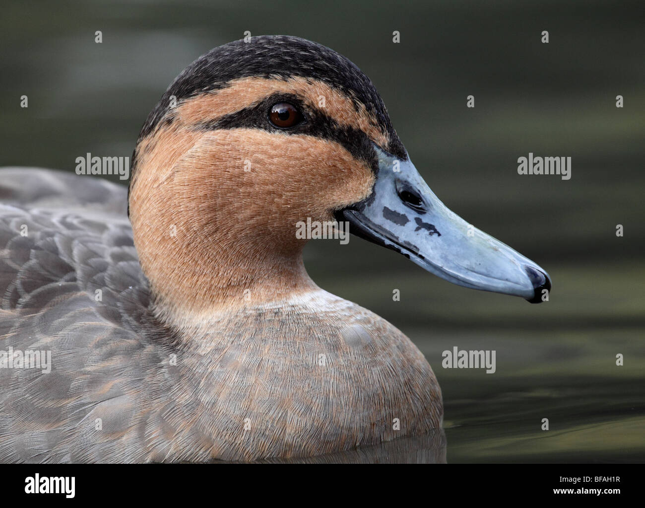 Philippine Duck, Anus luzonica head closeup in Sussex, UK Stock Photo