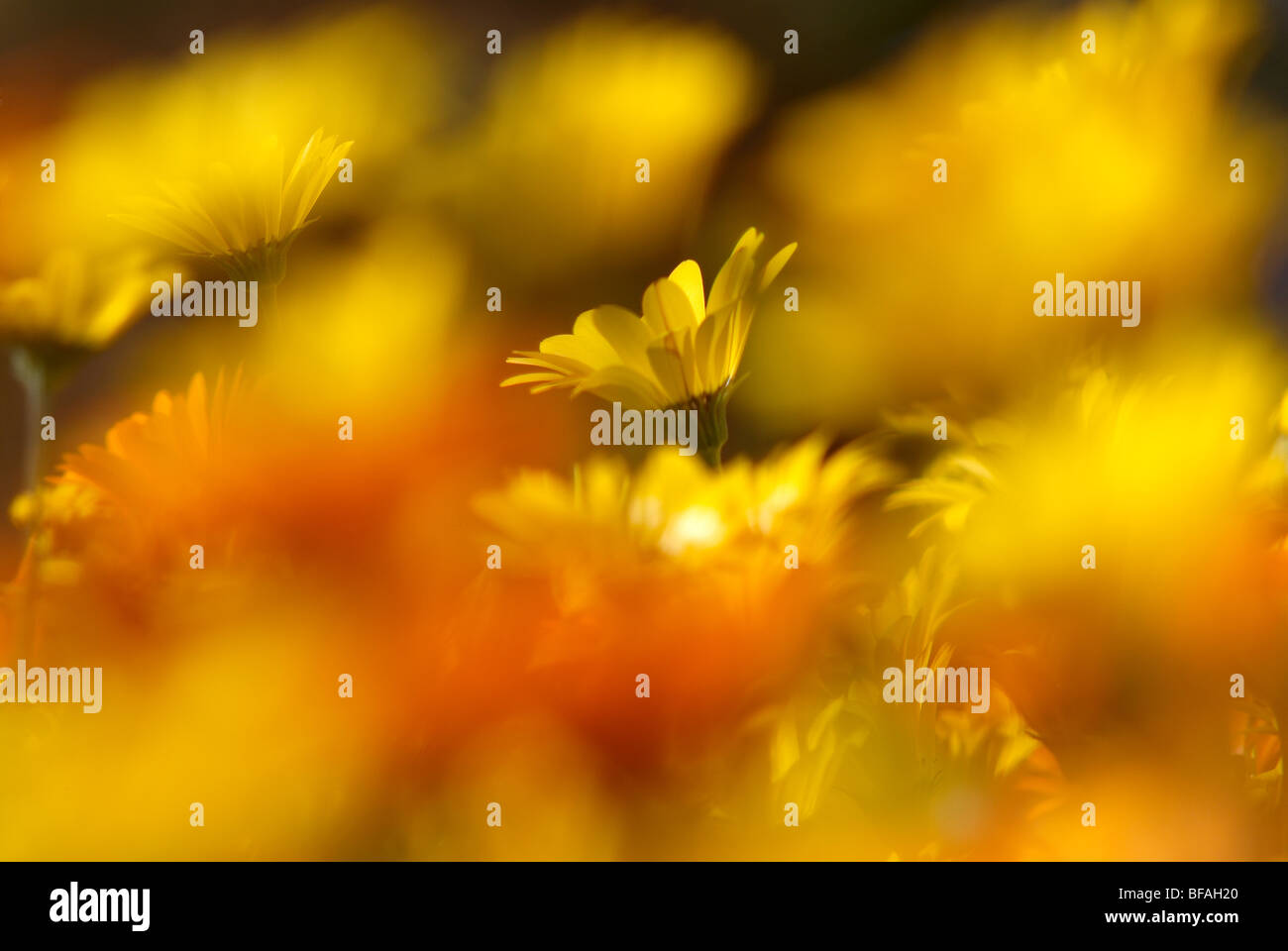 Namaqualand Daisy, Dimorphotheca, Sinuata, yellow, orange Stock Photo