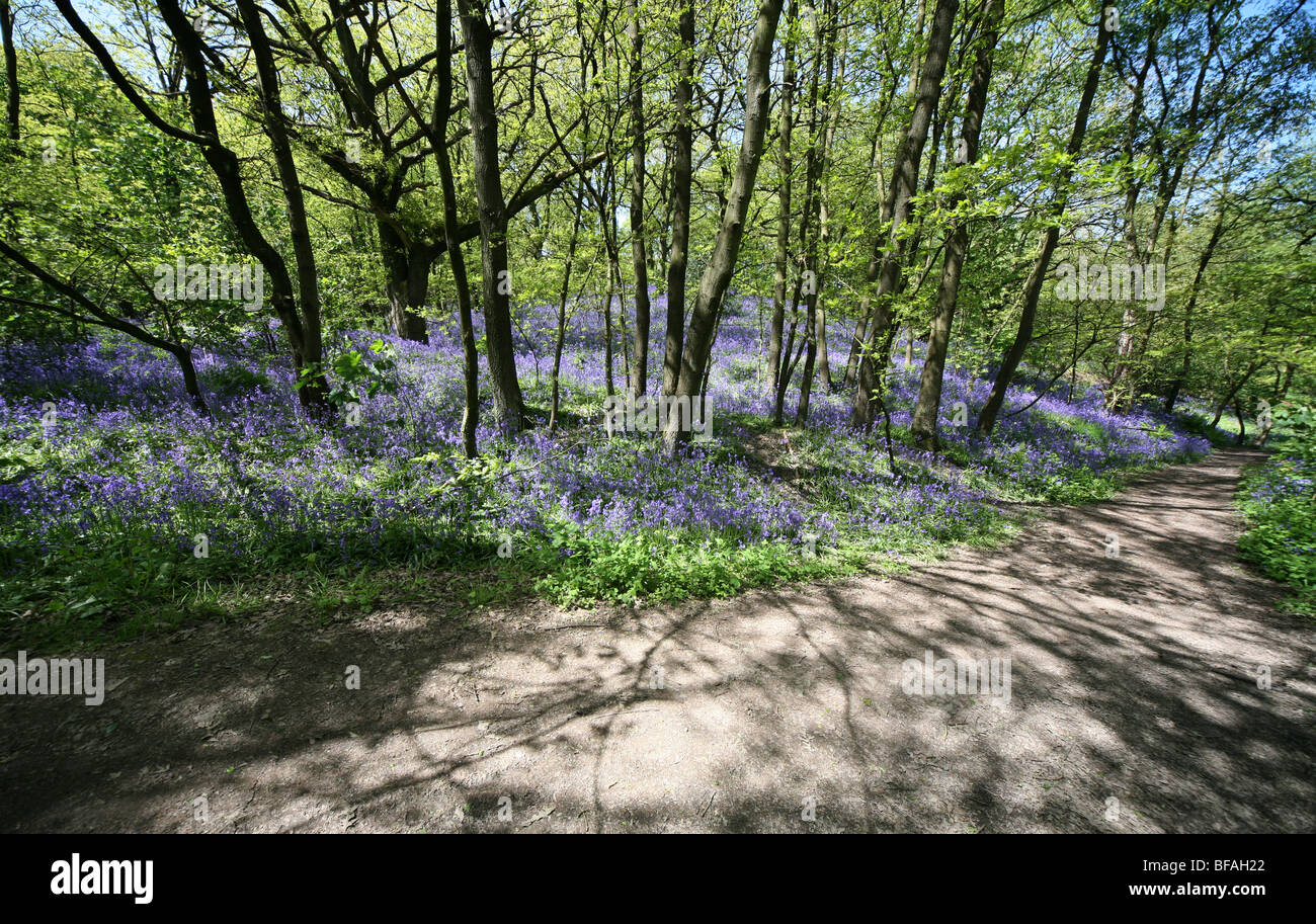 A footpath through an English Bluebell wood in spring time with the leaves on the trees just coming out Stock Photo