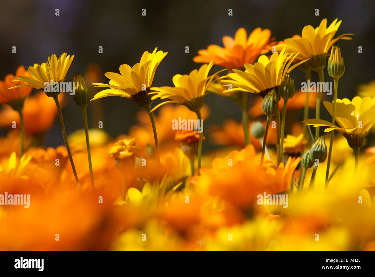 Namaqualand Daisy, Dimorphotheca, Sinuata, yellow, orange daisy, daisies Stock Photo