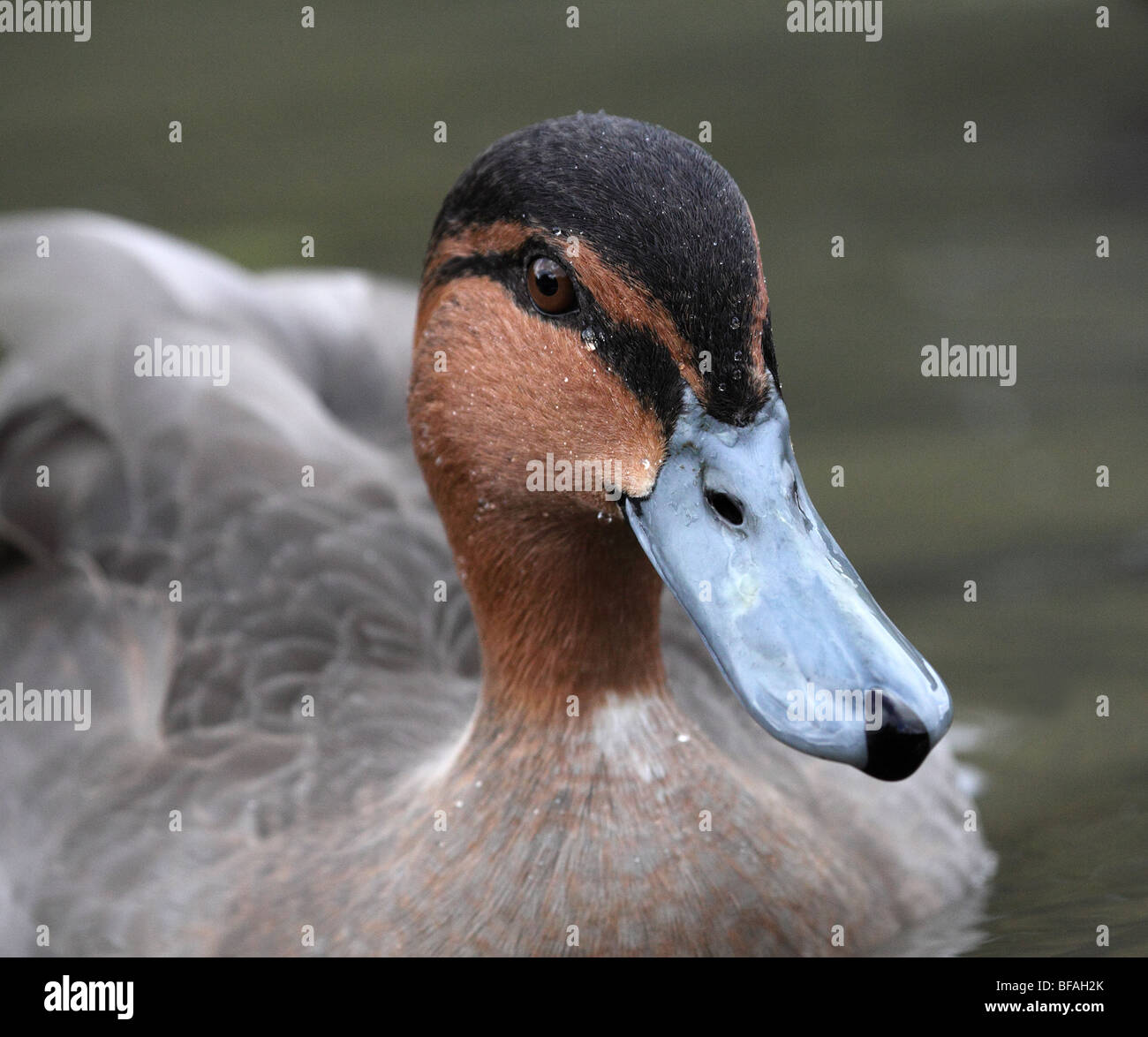 Philippine Duck, Anus luzonica head closeup in Sussex, UK Stock Photo