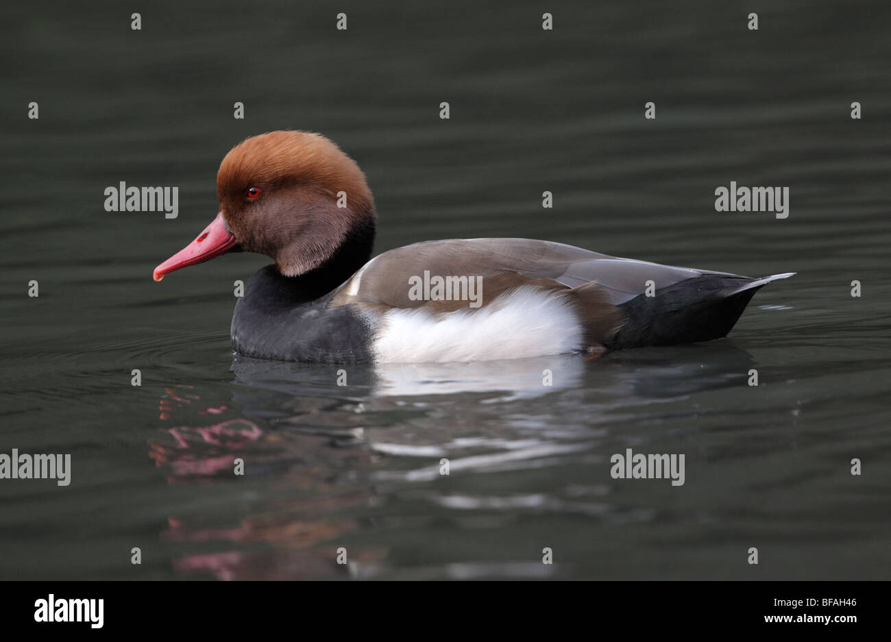 Red-crested Pochard Male, Netta rufina on lake in Sussex, UK Stock Photo