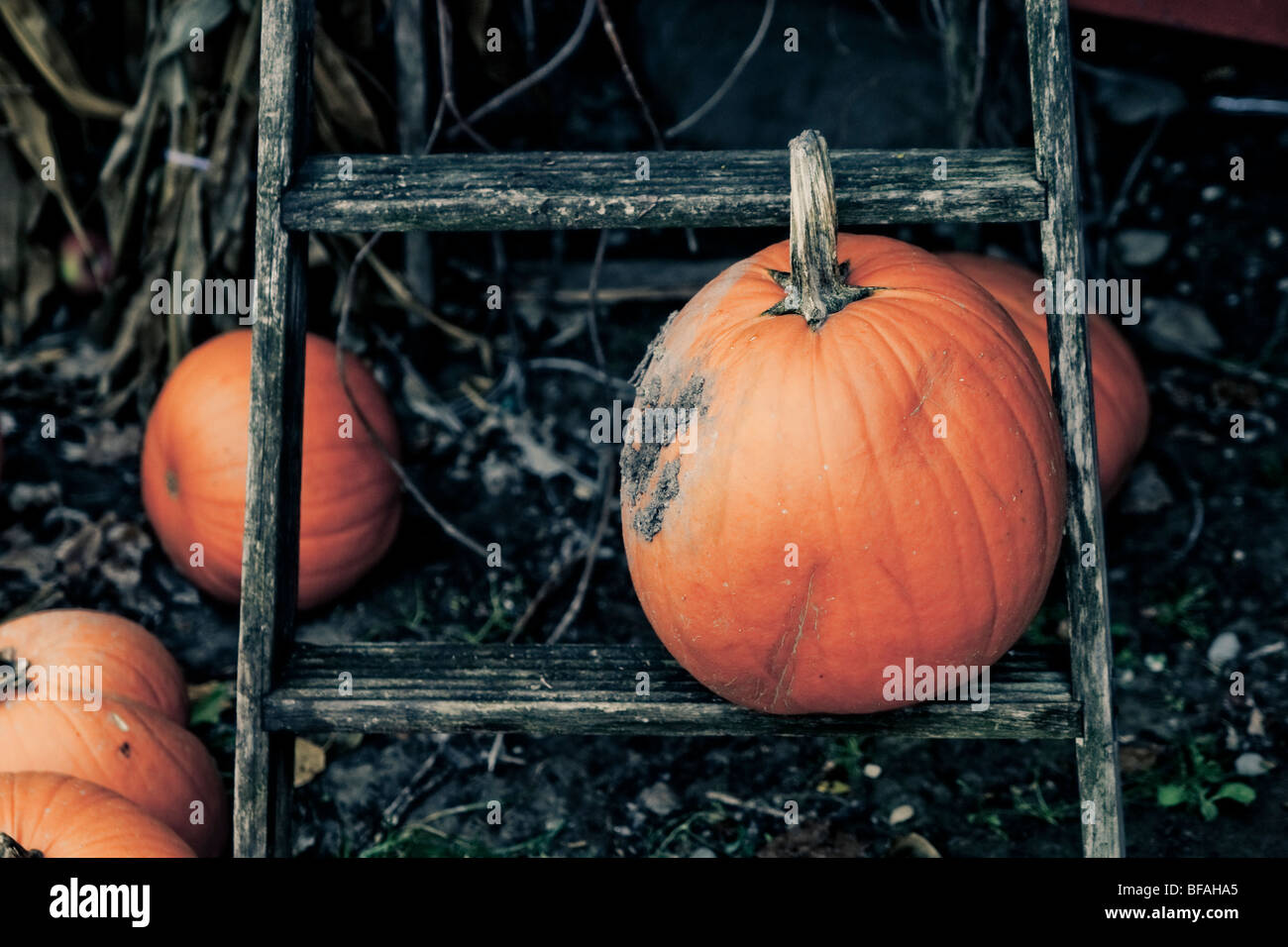 Pumpkins on a sinister-looking black ash background Stock Photo