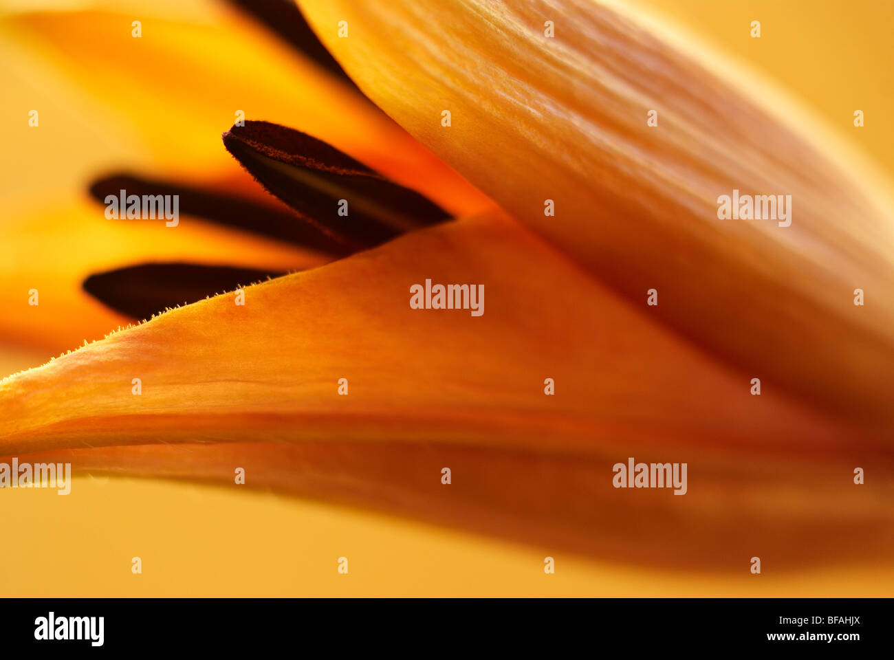 Lily, Hybrid, hybrid lily, lilium, stamen, pollen Stock Photo