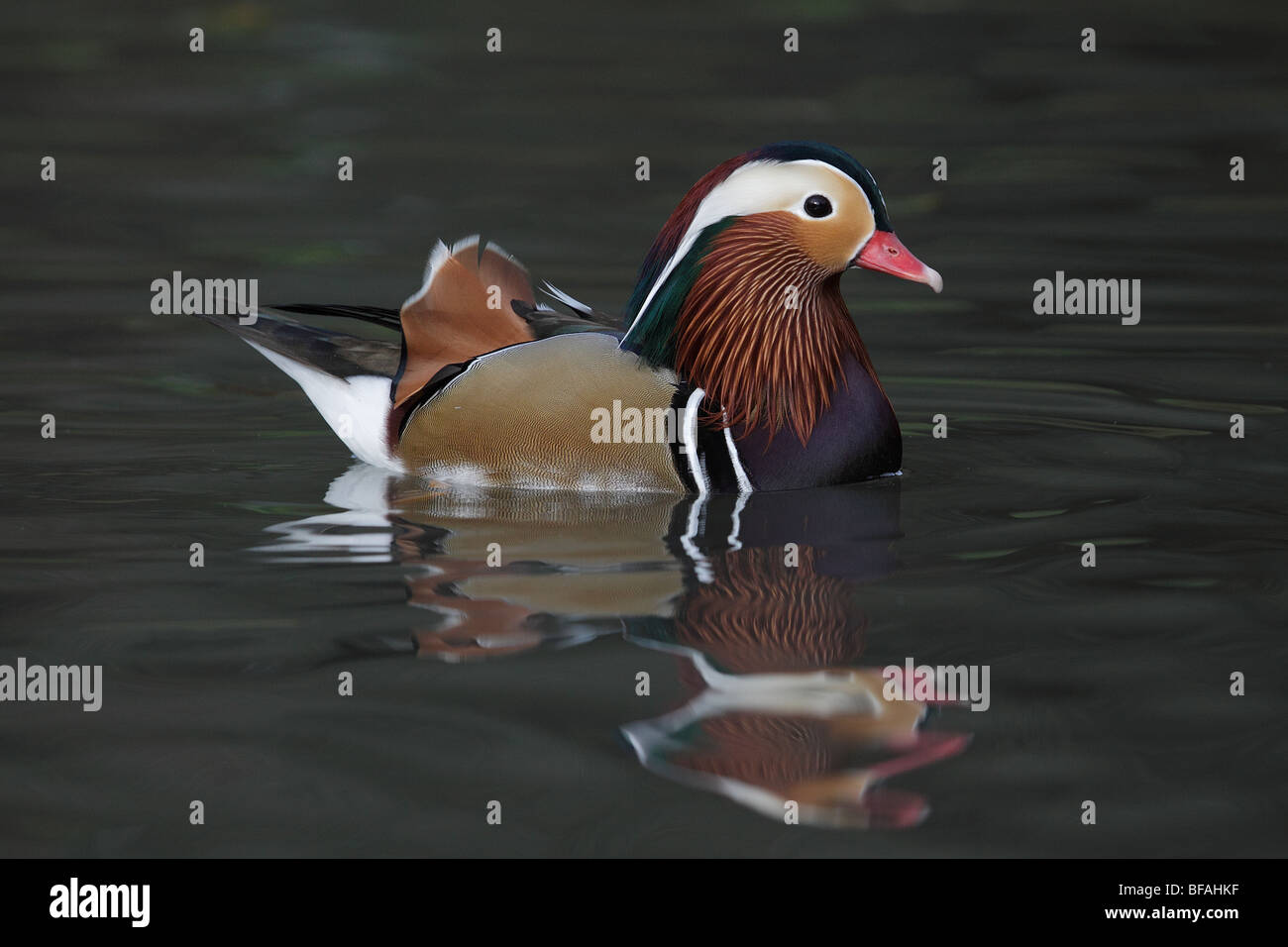 Carolina Wood Duck, Aix sponsa, on Lake in Sussex, UK Stock Photo