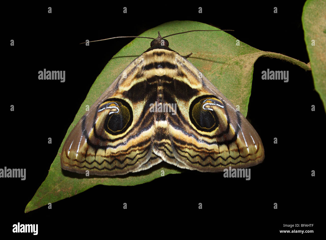 Indian Owl Moth. Erebus macrops, India Stock Photo