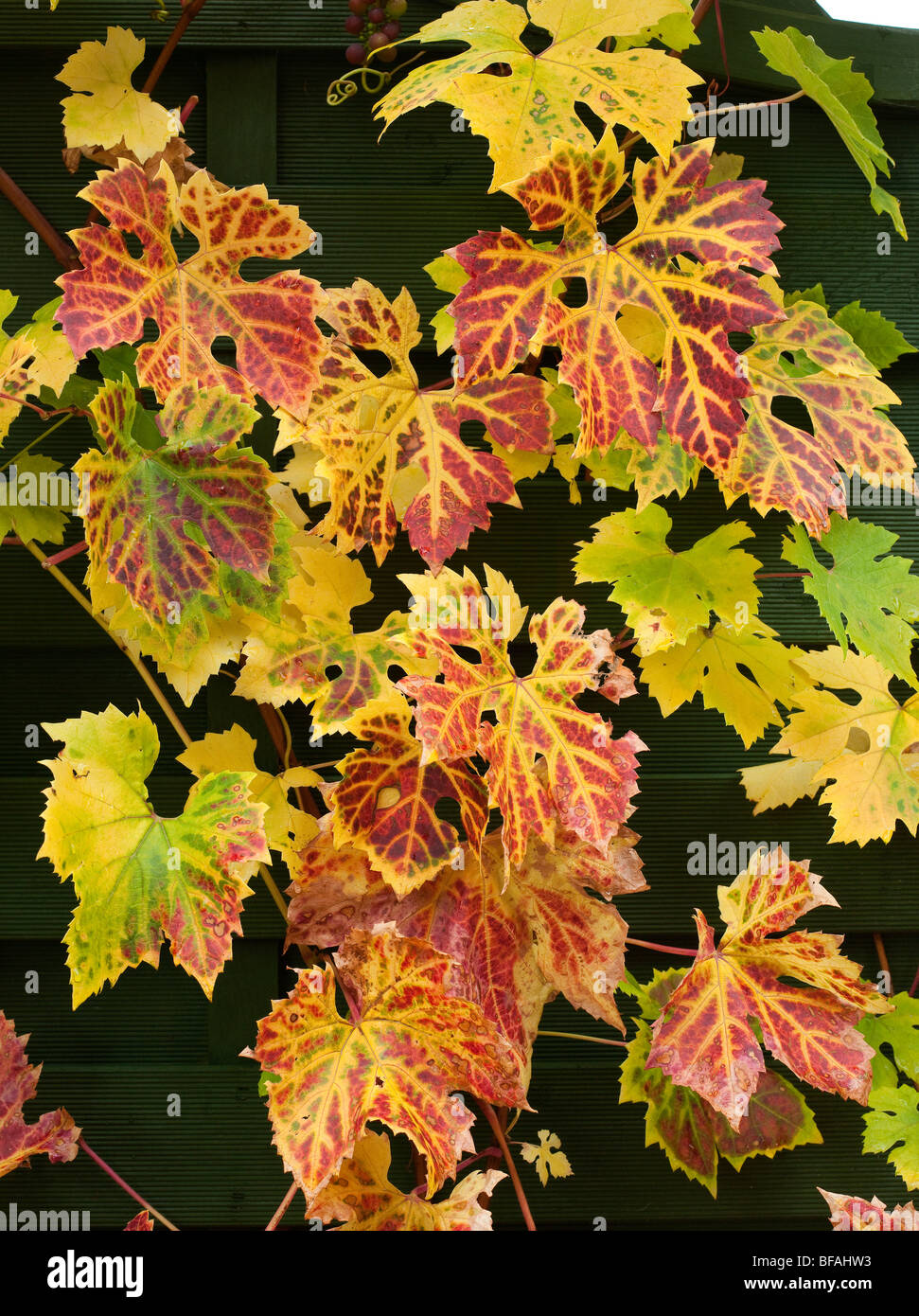 AUTUMN VINE LEAVES Stock Photo - Alamy