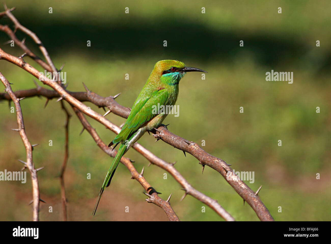 Green Bee-eater (Merops Orientalis) Stock Photo