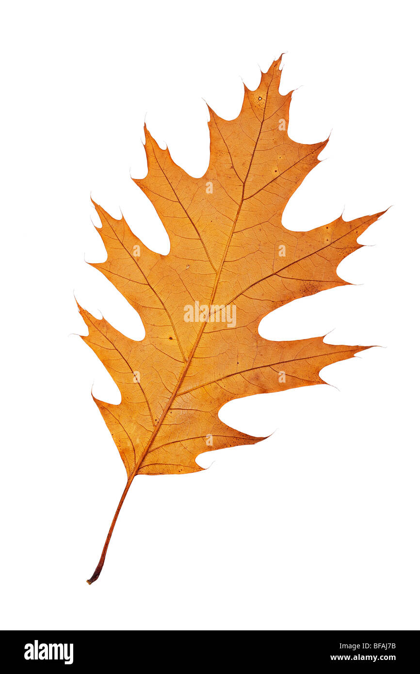 One autumn leaf, isolated on white background Stock Photo - Alamy