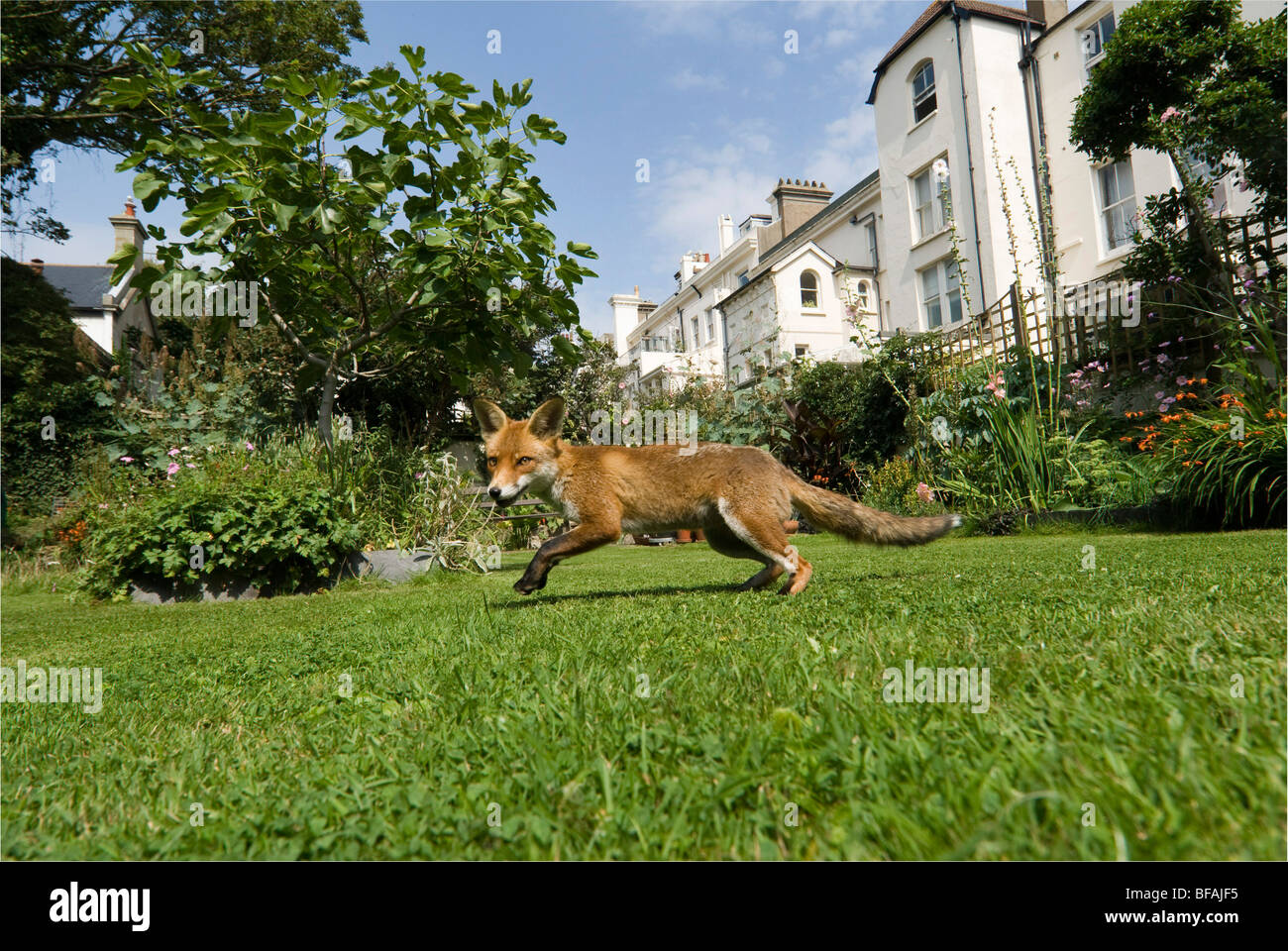 An urban fox  in a town garden in daylight. Stock Photo