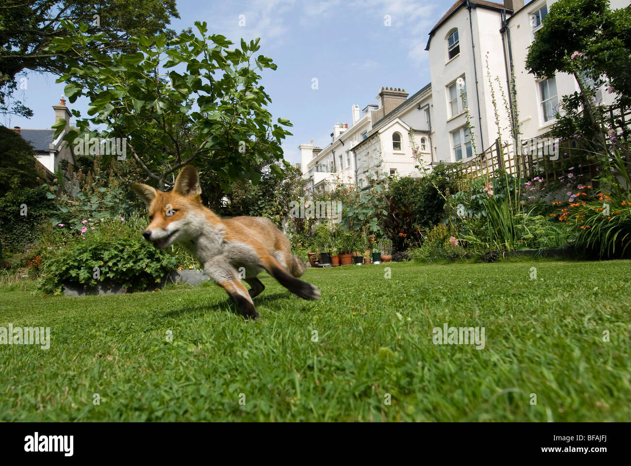 An urban fox  in a town garden in daylight. Stock Photo