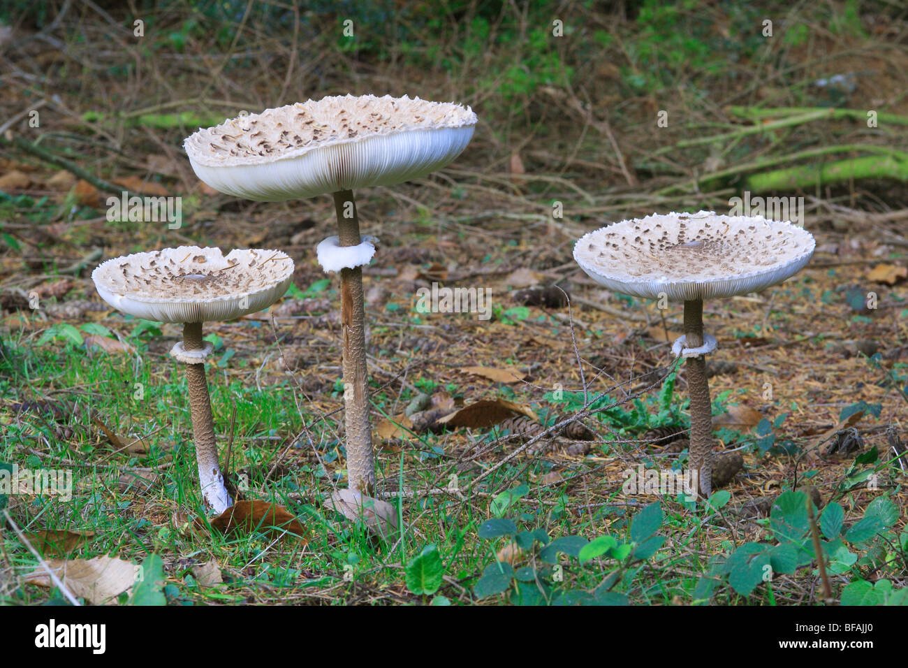 Parasol Mushrooms (Lepiota procera) Stock Photo
