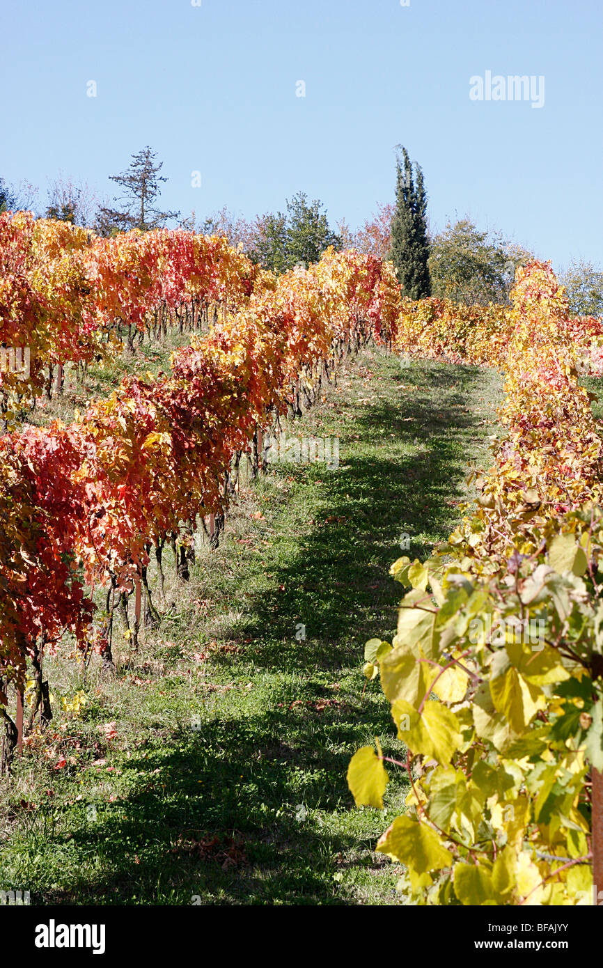 Le marche italy wine hires stock photography and images Alamy