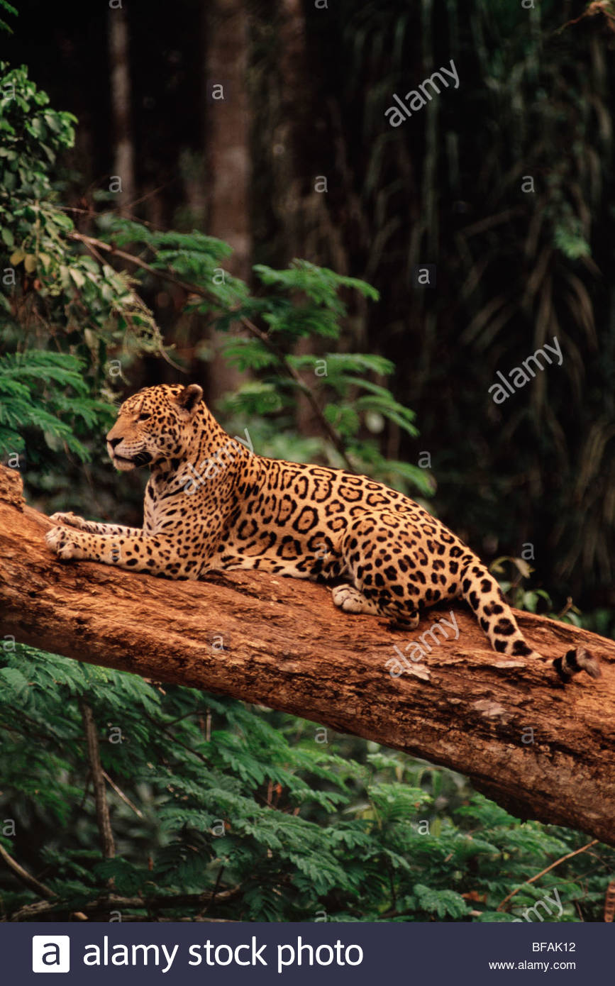 Jaguar Amazon Rainforest Stock Photos & Jaguar Amazon Rainforest Stock