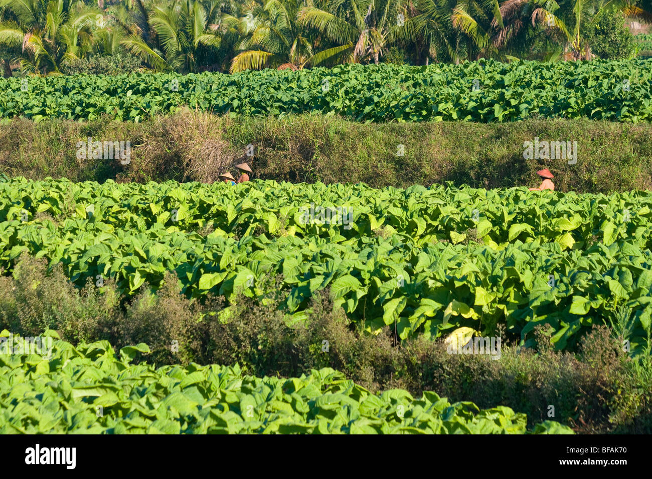 Tobacco field in Nusa Tenggara on Lombok Island in Indonesia Stock Photo