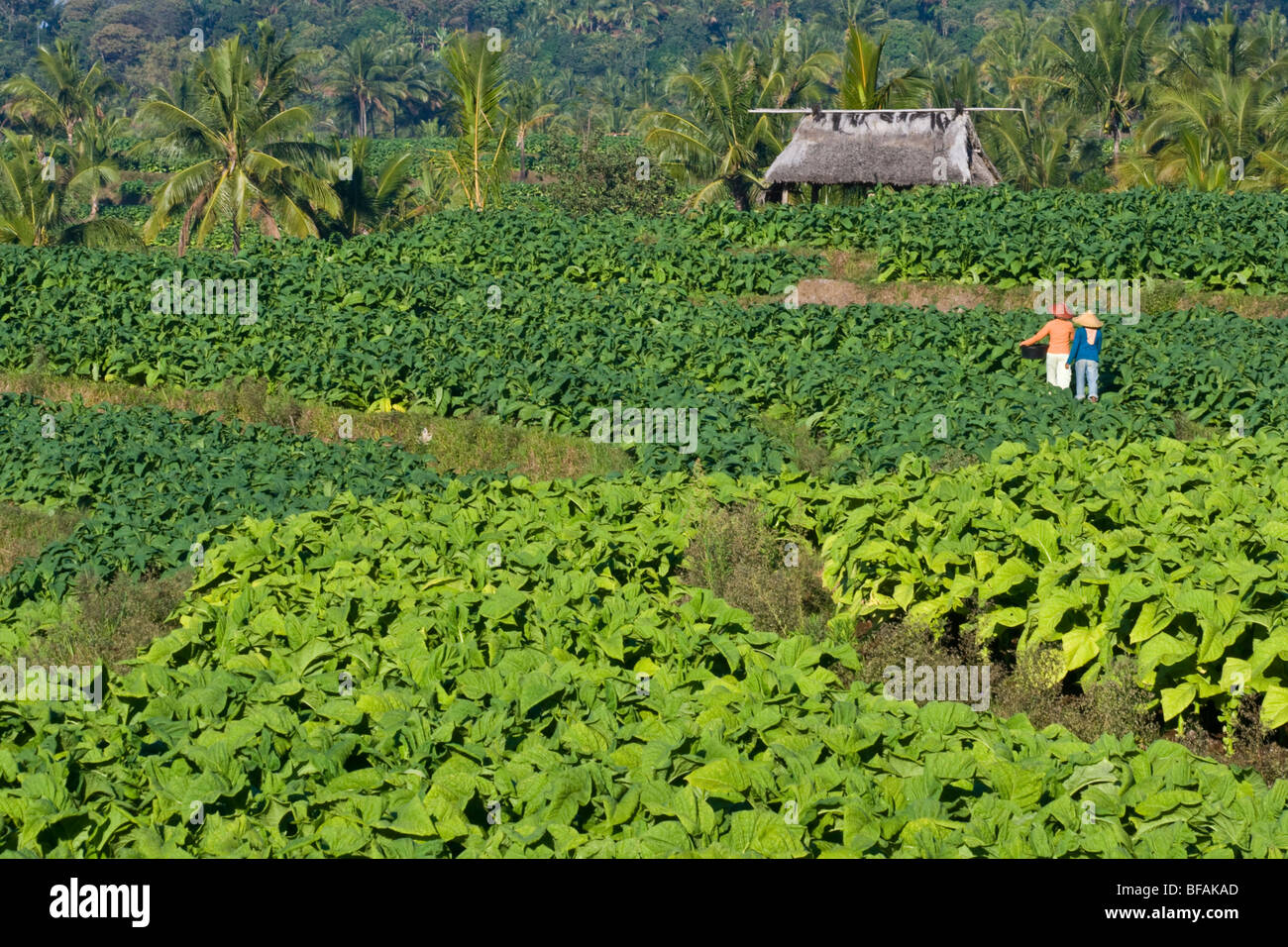 Tobacco field in Nusa Tenggara on Lombok Island in Indonesia Stock Photo