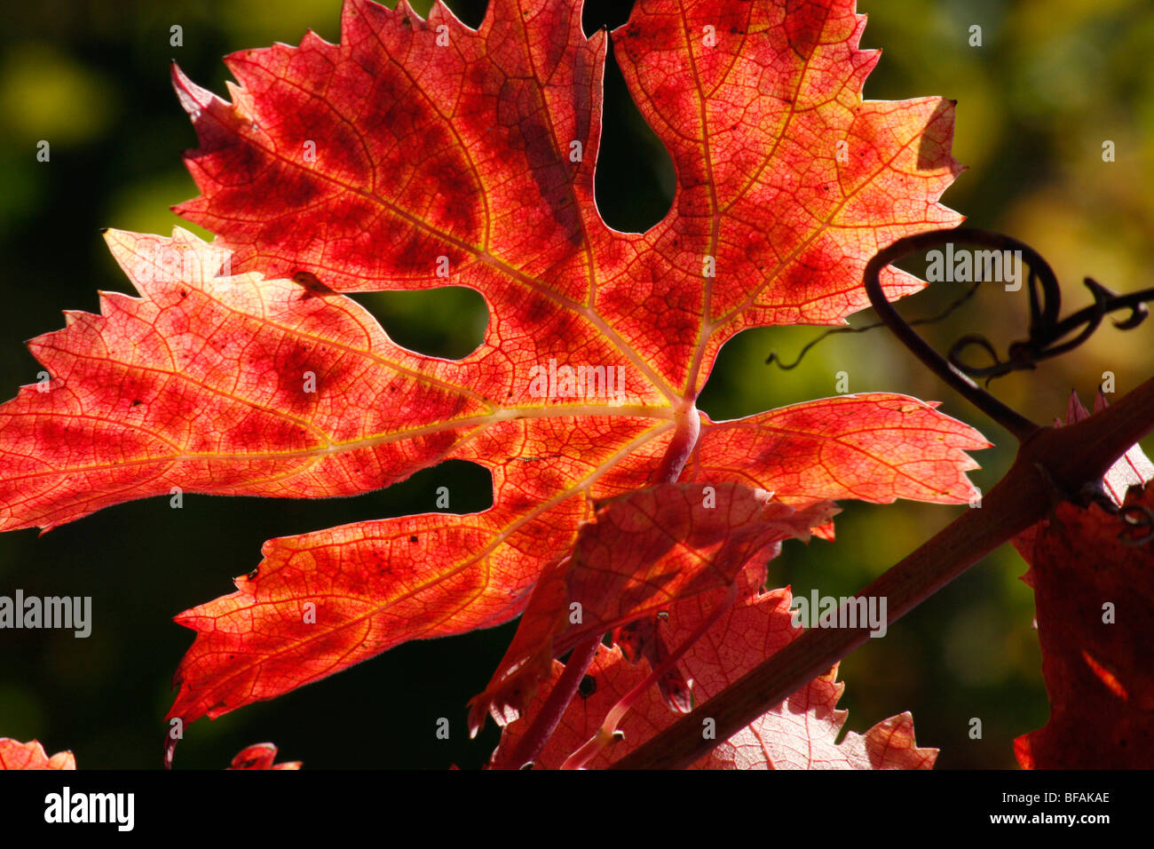 Morning sun shining through a red grapevine leaf in Le Marche Italy Stock Photo