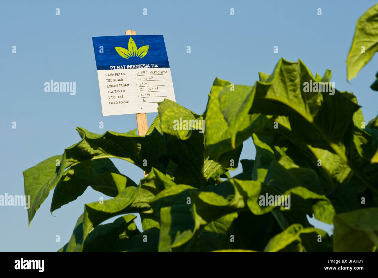 Tobacco plants in Nusa Tenggara on Lombok Island in Indonesia Stock Photo