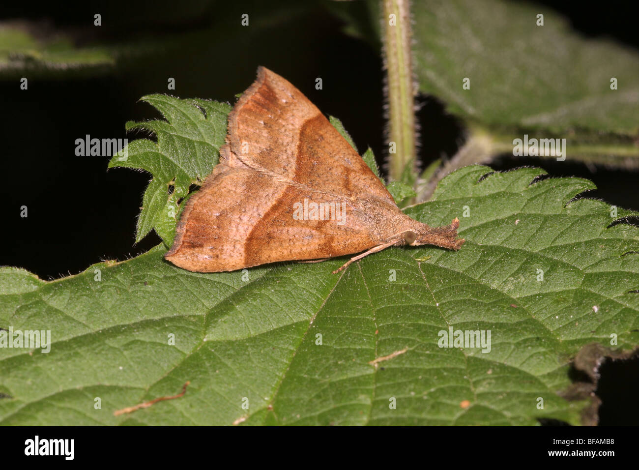 Snout moth (Hypena proboscidalis : Noctuidae) resting in full view and resemblinbg a fallen dead leaf (unposed shot), UK. Stock Photo