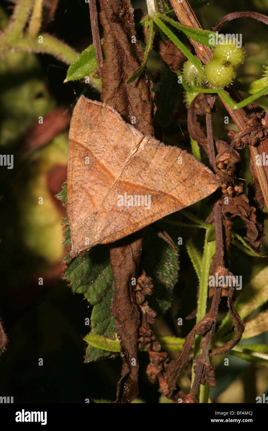 Snout moth (Hypena proboscidalis : Noctuidae) sitting resembling a dead fallen leaf (unposed shot), UK. Stock Photo