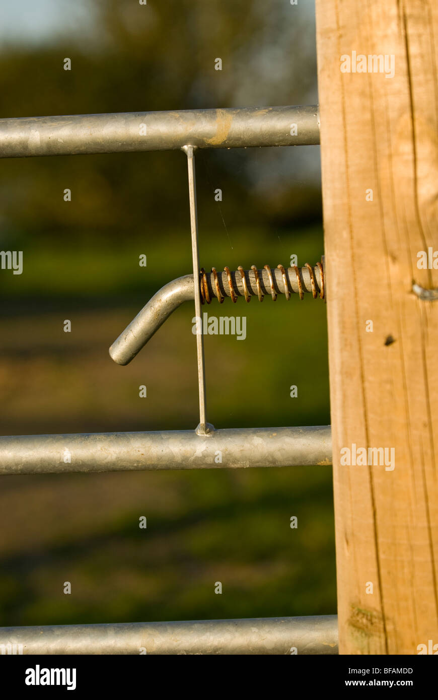 Metal spring lock on a metal gate. Stock Photo