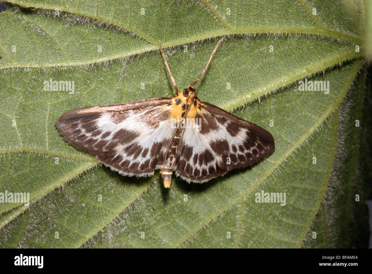 Small magpie moth (Eurrhypara hortulata : Pyralidae) beneath a leaf of its larval foodplant, stinging nettle, UK. Stock Photo