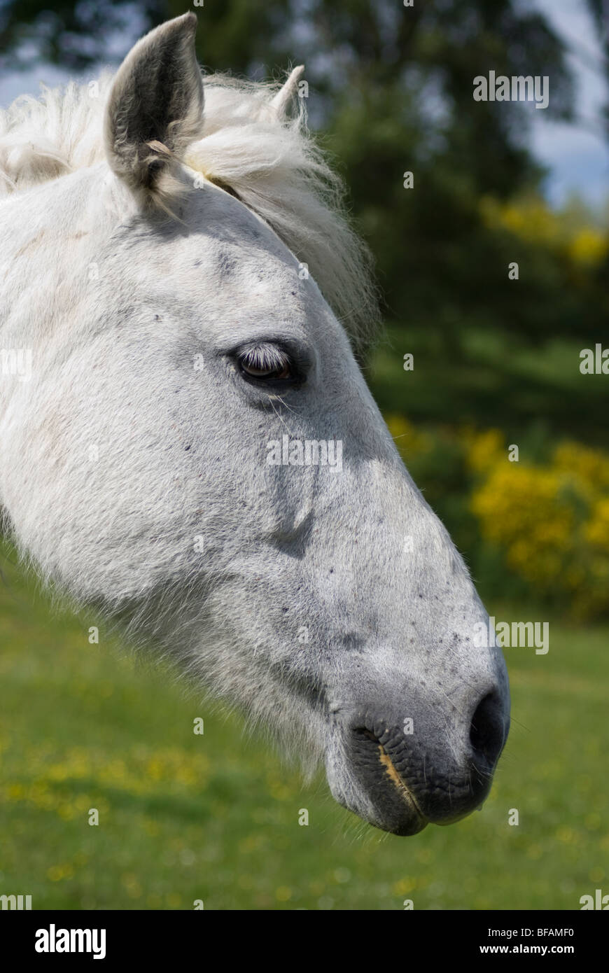 White horse head portrait Stock Photo Alamy
