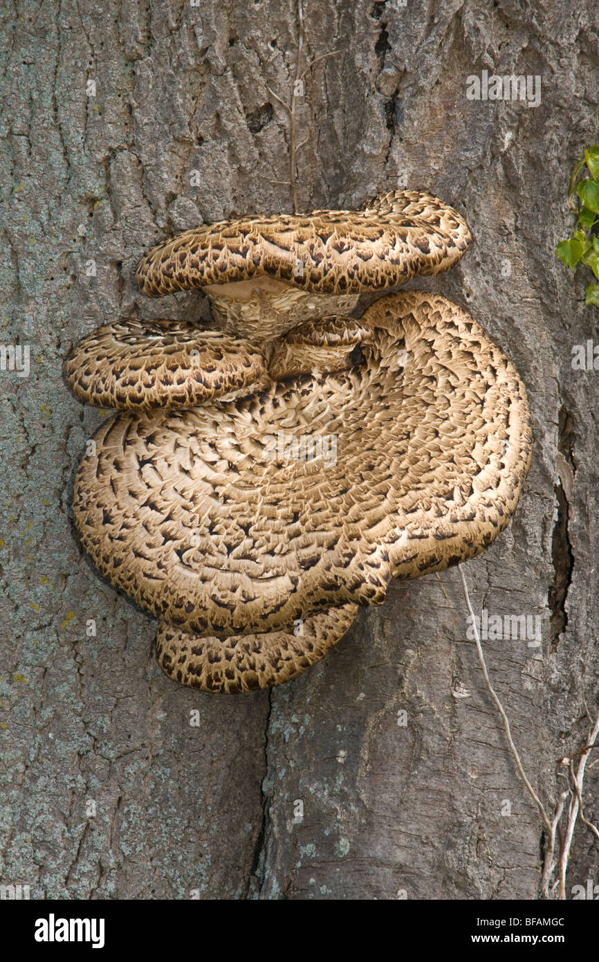 Dryad's saddle fungus (Polyporus squamosus) growing on an Ash tree. Stock Photo