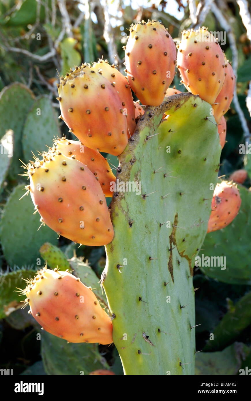 Cactus - Opuntia ficus-indica - sabres or Tzabar Israeli symbol