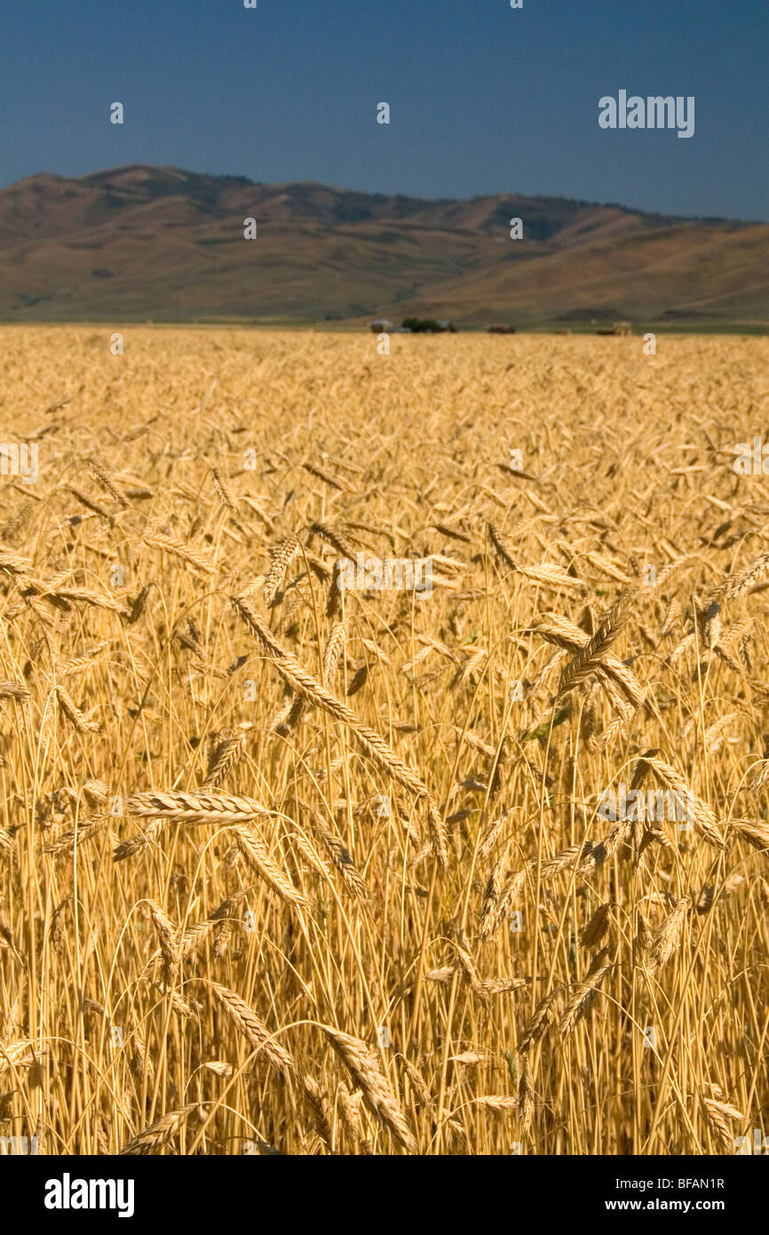 Ripe wheat fields in Camas County, Idaho, USA. Stock Photo