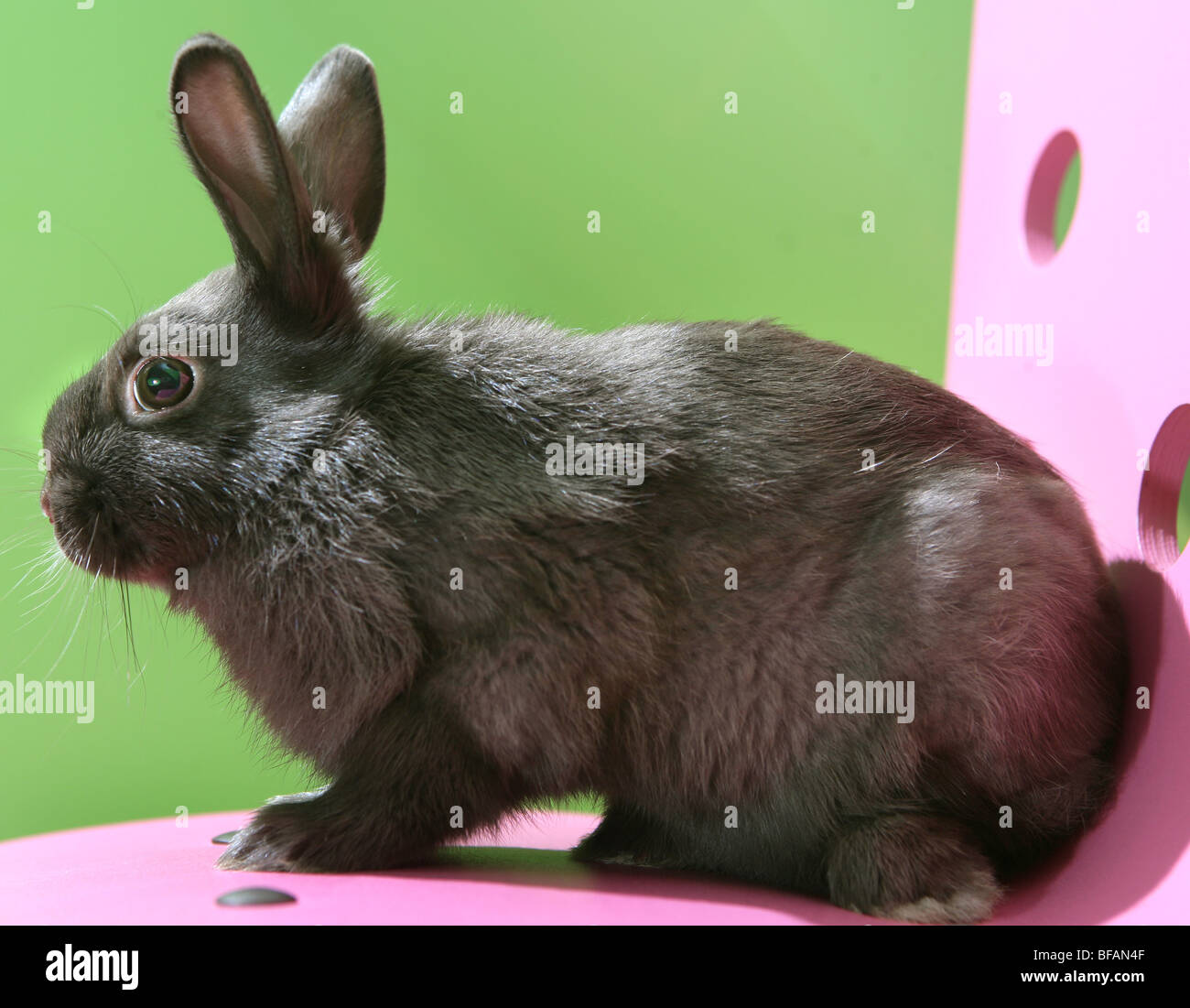 a baby bunny Stock Photo