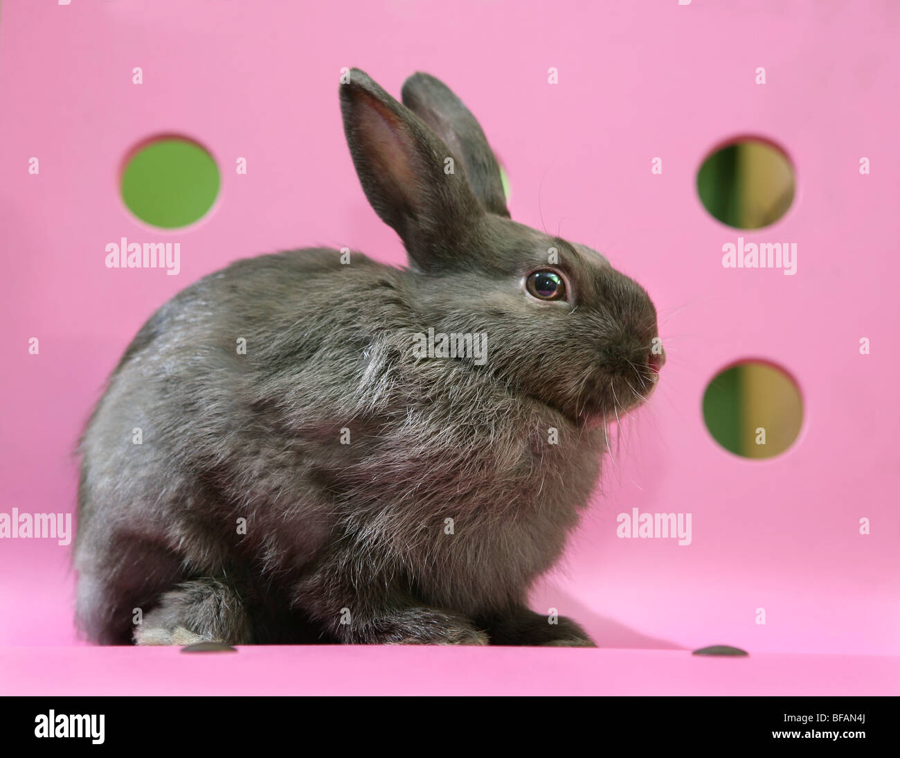 a baby bunny Stock Photo