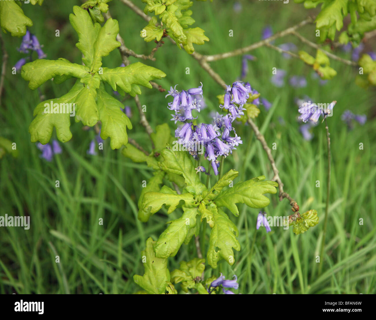 English Bluebells (Hyacinthoides non-scripta) and young Oak (Quercus) leaves in spring time Stock Photo