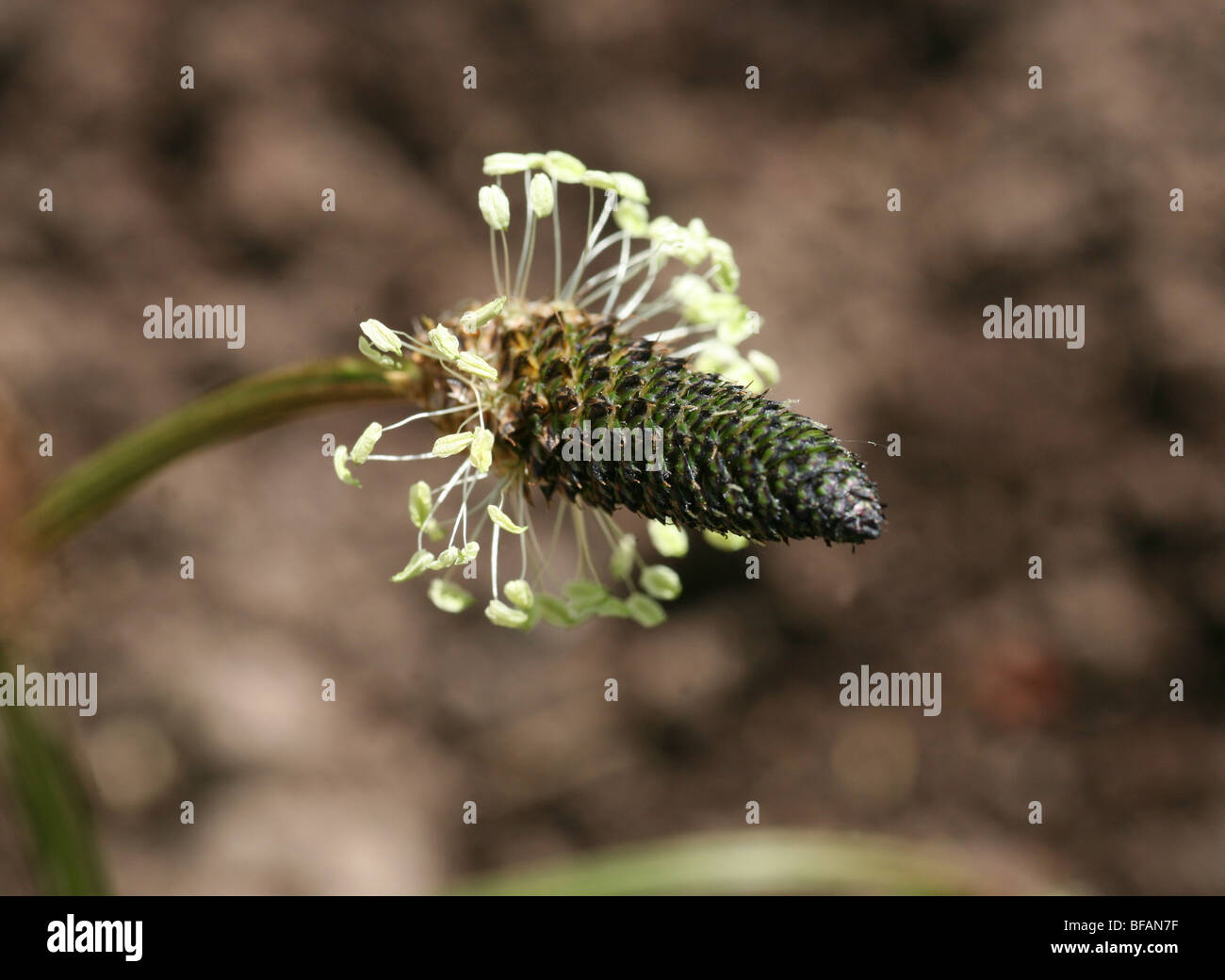Ribwort Plantain (Plantago lanceolata) in flower Stock Photo