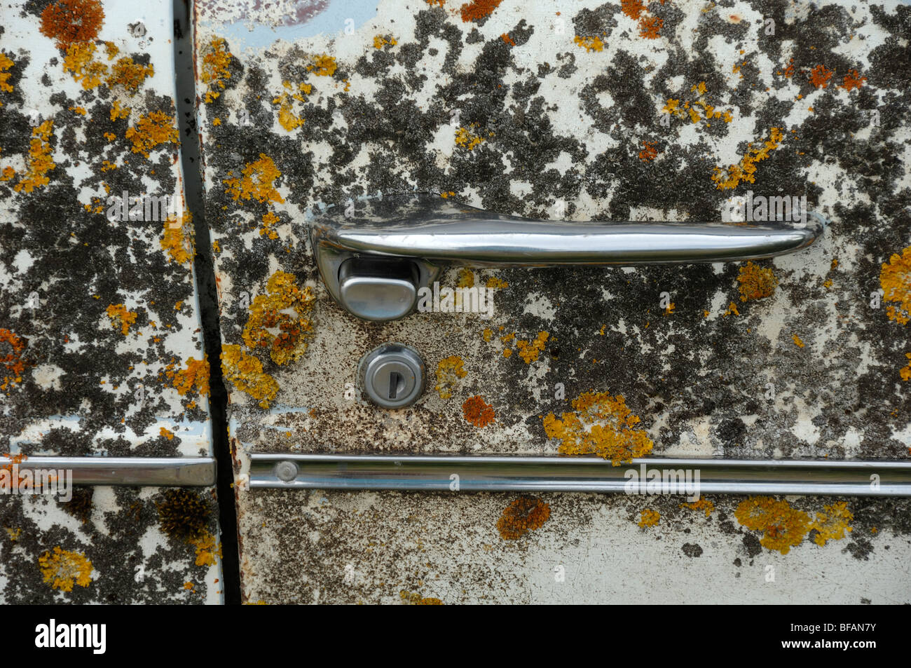 Yellow & Grey or Gray Lichen on the Door & Handle of an old Abandoned Car or Automobile Stock Photo