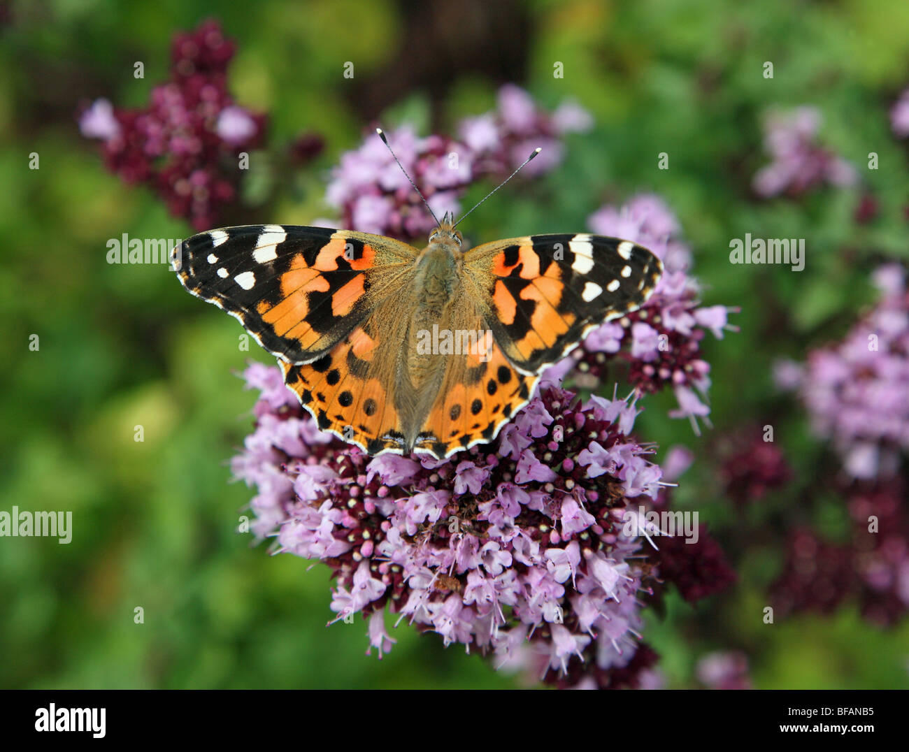 A Painted Lady (Vanessa cardui) Butterfly on a Marjoram (Origanum majorana, Lamiaceae) perennial herb flower, England, UK Stock Photo