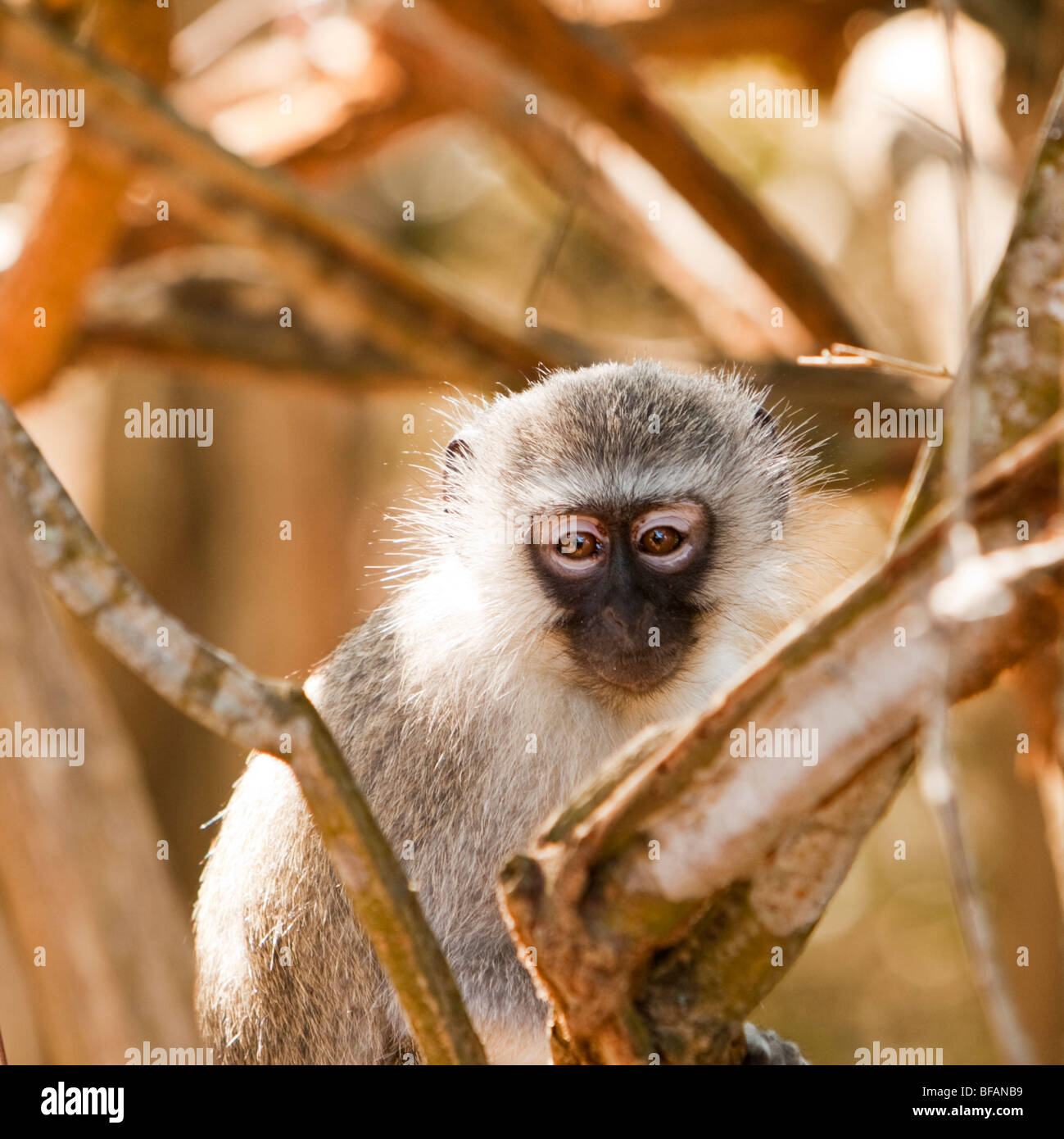 Vervet Monkey  African Wildlife Foundation