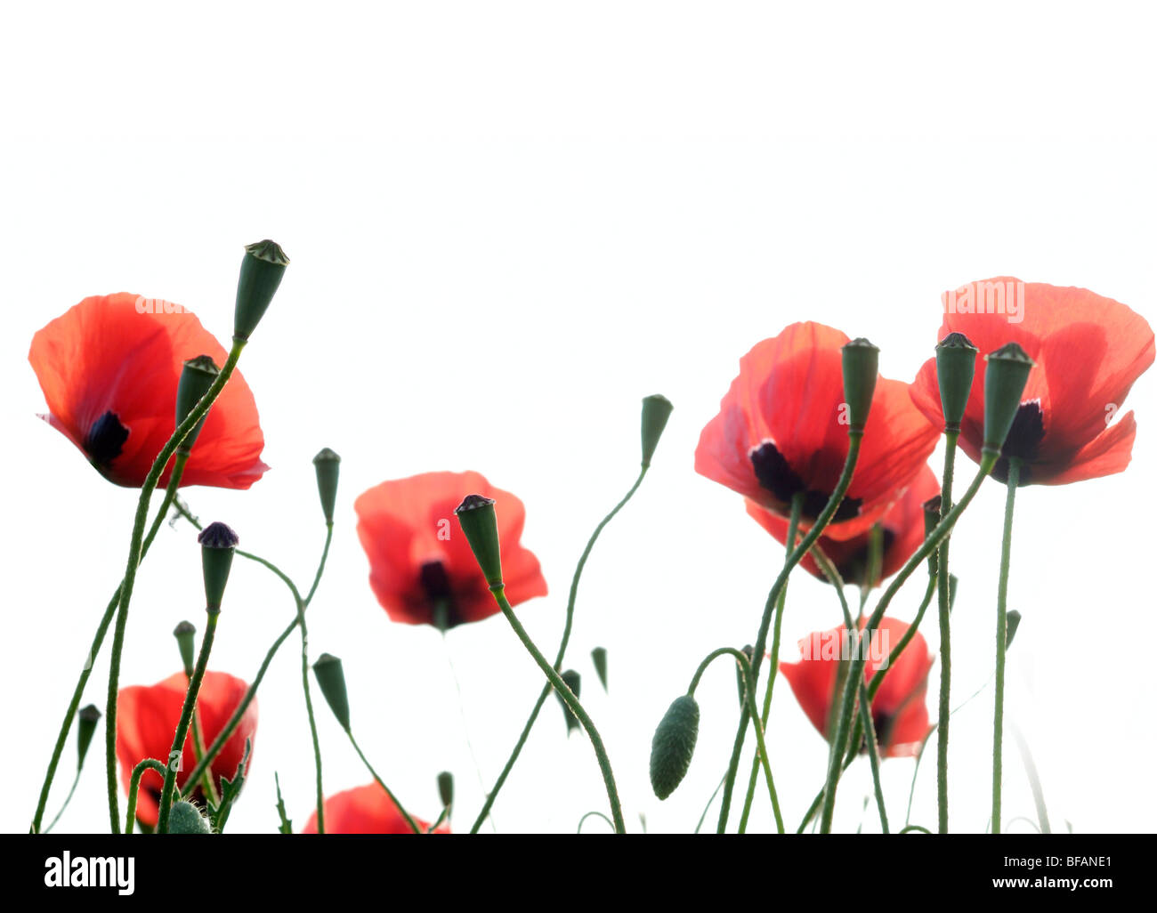 Israel, a field of red poppies Papaver umbonatum Stock Photo