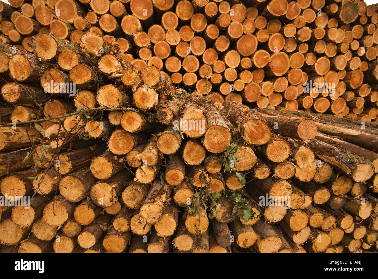 Stacked timber, Co Waterford, Eire Stock Photo