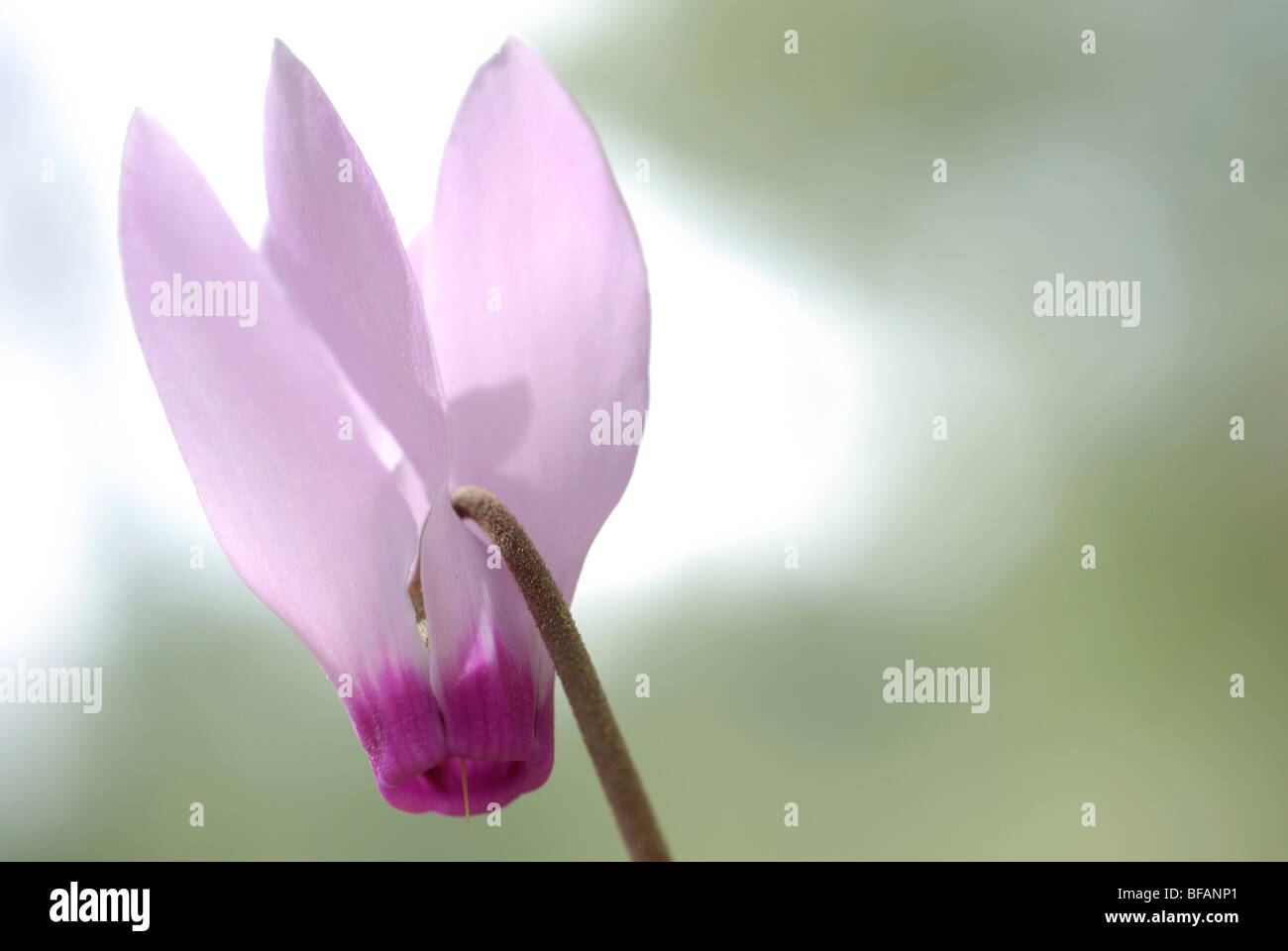Cyclamen persicum Persian Violets, Israel Spring March 2008 Stock Photo