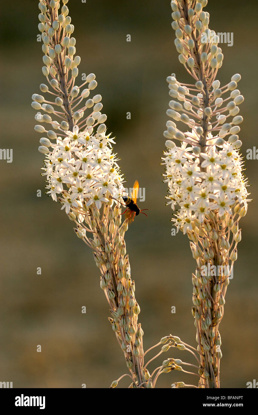 Sea squill (urginea maritima) hi-res stock photography and images - Alamy