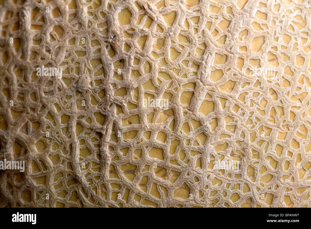 The veins of a cantaloupe melon. Stock Photo