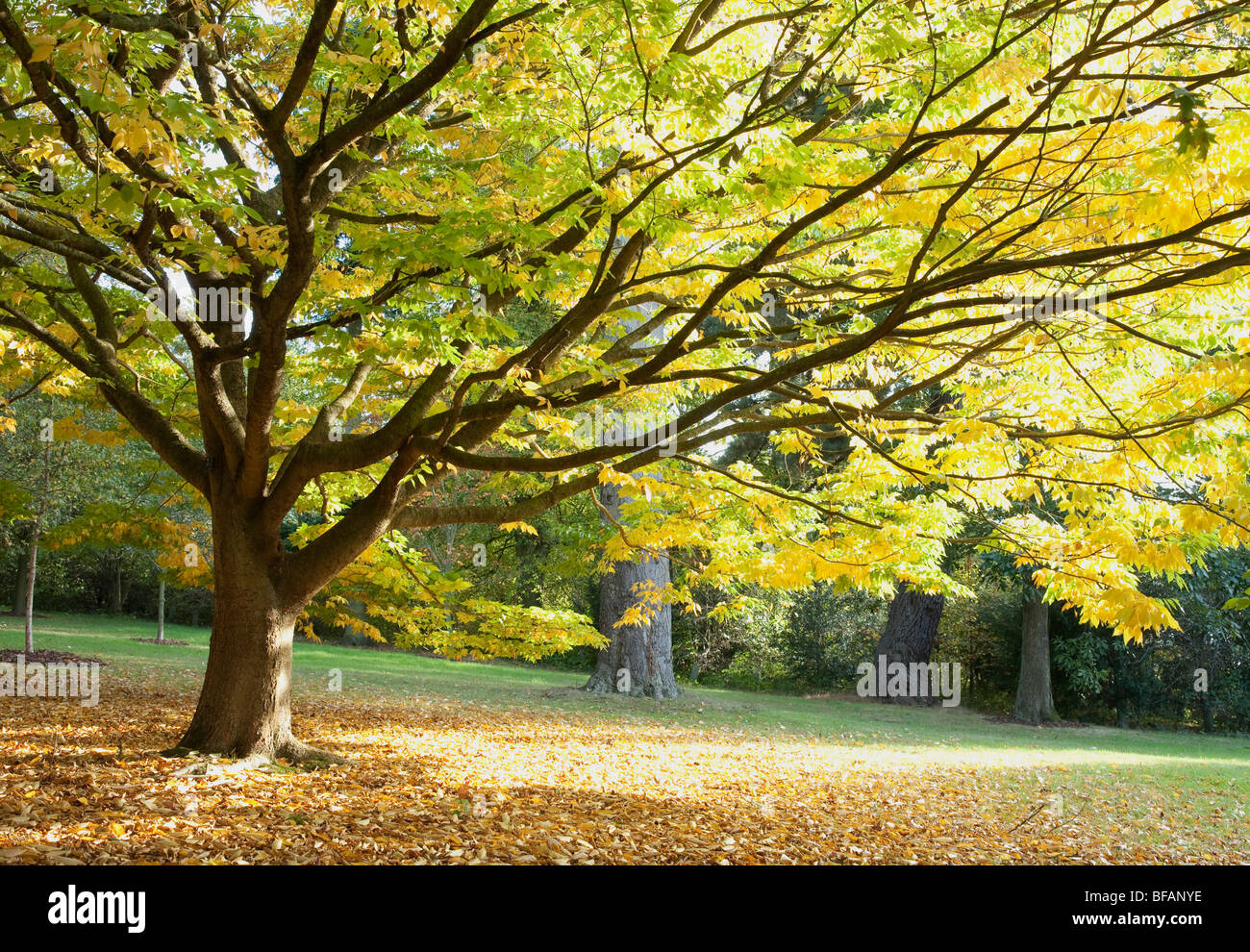 Japanese Zelkova Tree (Zelkova Serrata) Stock Photo