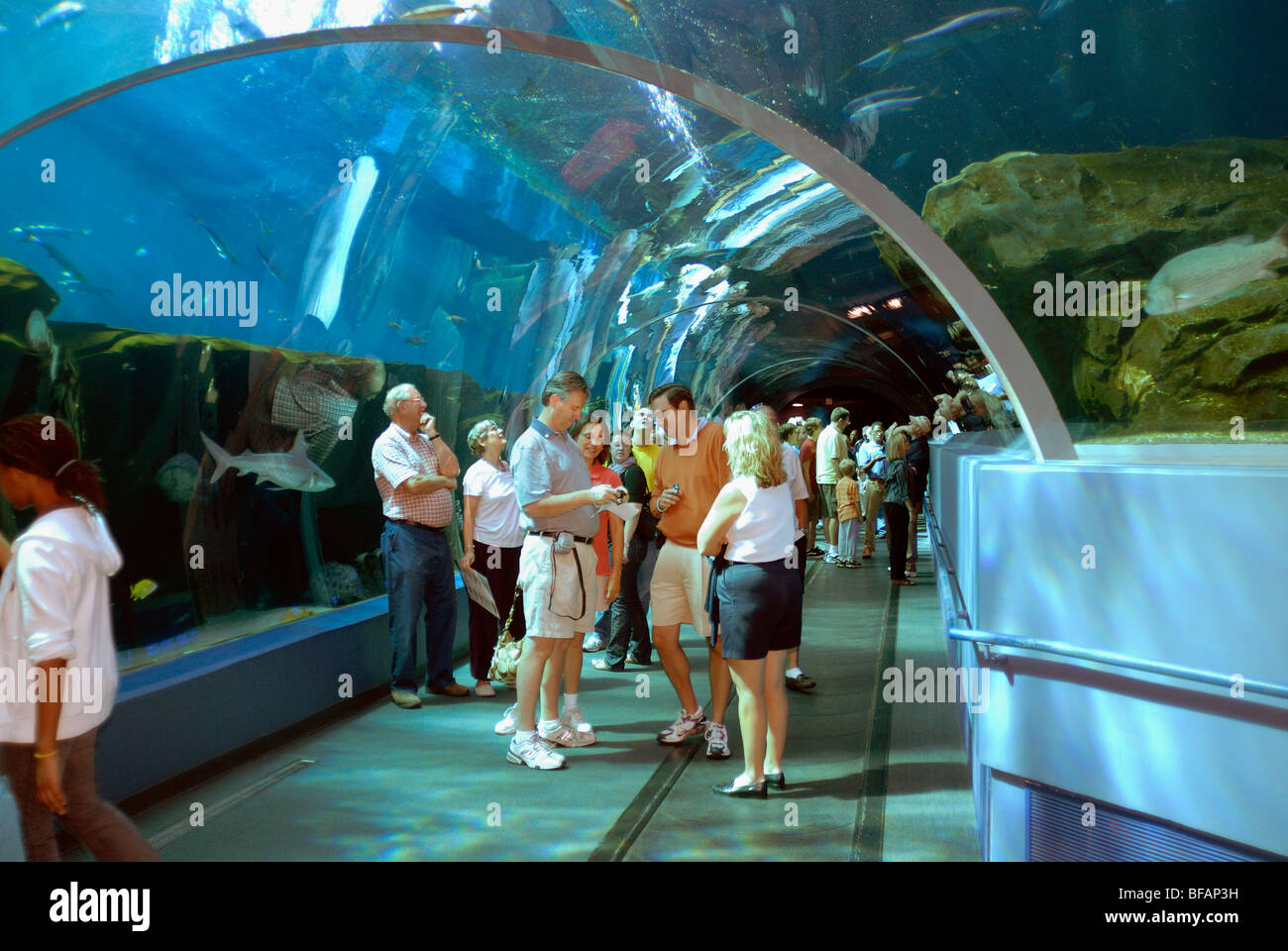 Clear Underwater tunnel, Georgia Aquarium, Atlanta, GA Stock Photo